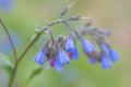 Blue Comfrey, Symphytum officinale `Azureum`, blue inflorescence Royalty Free Stock Photo